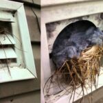 Birds in Ducts