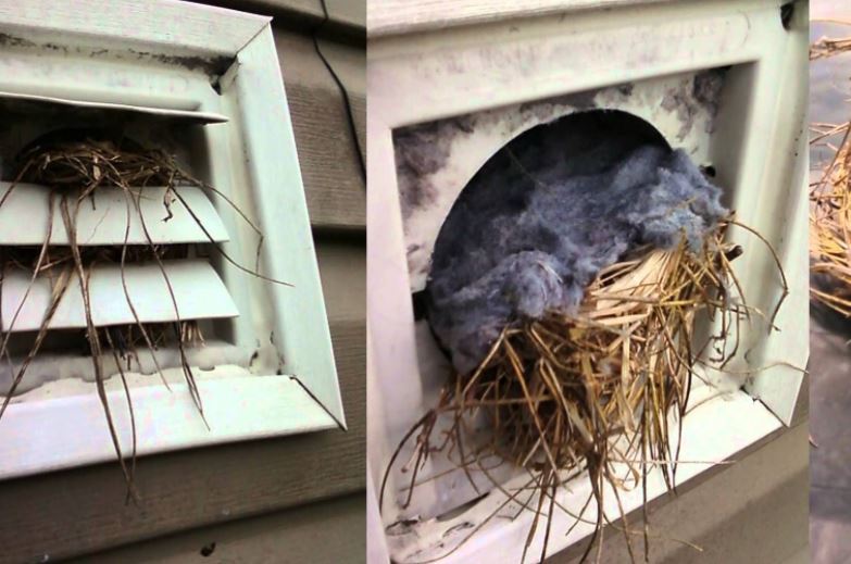 Birds in Ducts